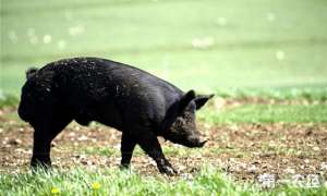2016黑猪养殖前景(养殖黑猪的发展前景与挑战)