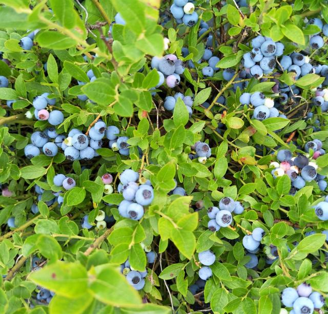 盆栽蓝莓，好养结果多，富含“花青素”，营养高
