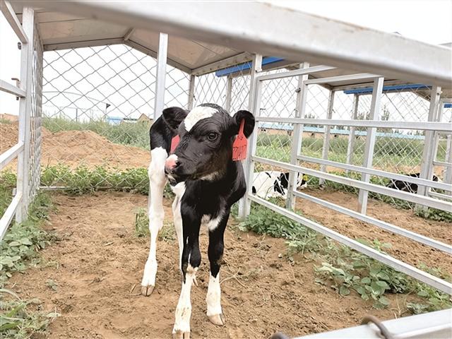 澳洲牛包头安“新家”规模化养殖做强奶产业