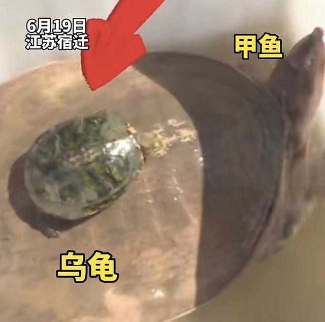 江苏渔民捕到巨型珍珠鳖，当地人称很罕见，为啥不一定是好事？