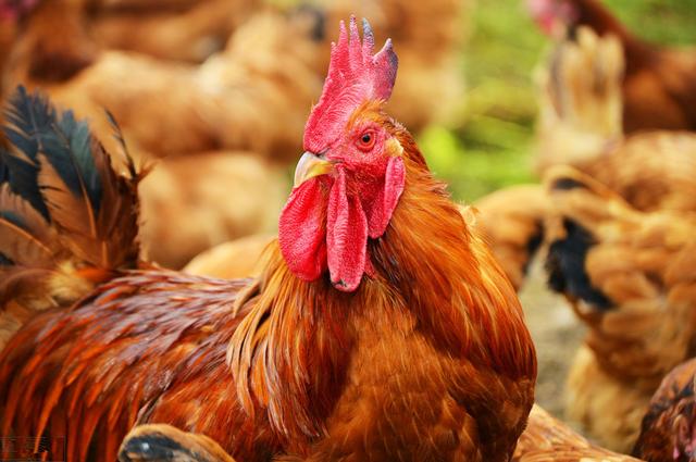 养鸡技术｜肉鸡饲养的密度与通风管理