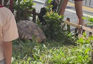陆龟养殖许可(深圳街头绿化带现大龟，业内人士：系国家二级野生保护动物)