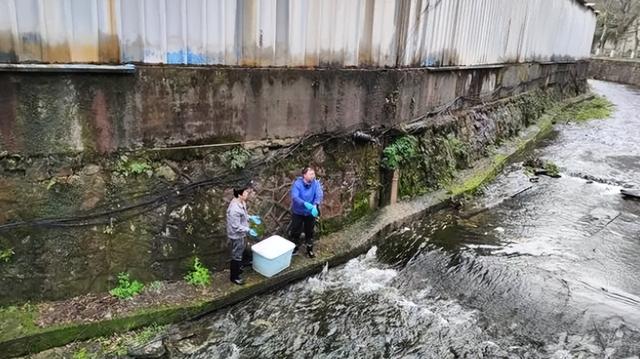 杭州景区惊现45斤重娃娃鱼，体长达1.2米，现已获得动物园编制