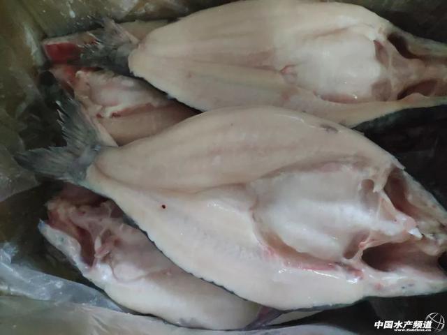 中国能否大规模发展养殖巴沙鱼？