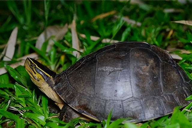 锯缘闭壳龟指名亚种的鉴赏，与引人注目的人工繁殖技术