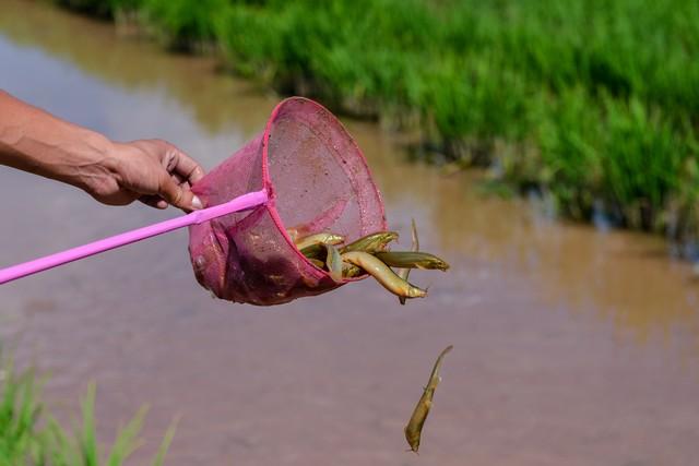 养殖一亩泥鳅一年大约能赚多少钱？