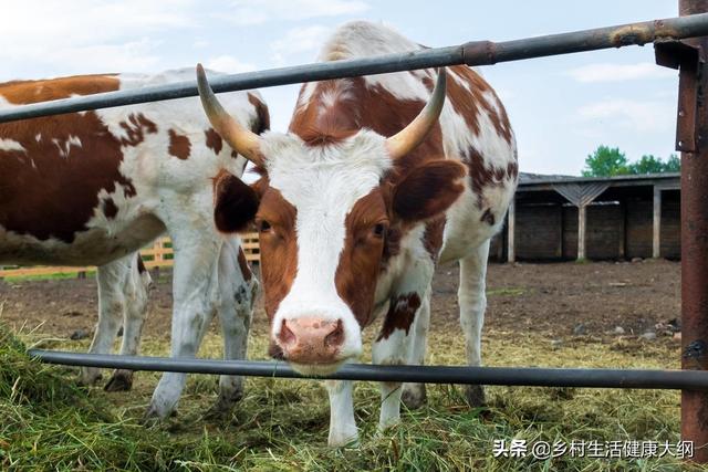 农村养殖牛，做好两个方面，注意这五点，养殖不是您想的那么难