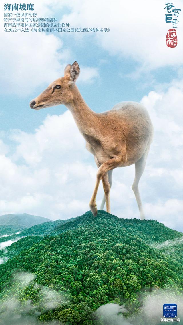 长臂猿、坡鹿、山鹧鸪……来看看生活在海南的“神奇动物”们