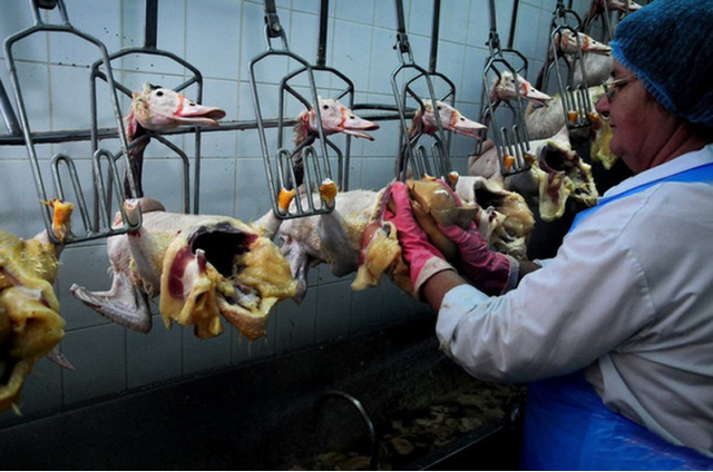 世界顶级残忍美食“鹅肝”，看完它的喂养过程，你会想吃吗？