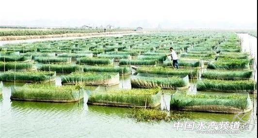 湖北监利网箱养鳝发源地：养殖水面7.83万亩，年产值22亿元