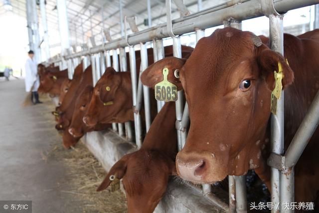 4个引进肉牛品种，养牛户应如何选择？