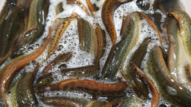 养殖一亩泥鳅一年大约能赚多少钱？