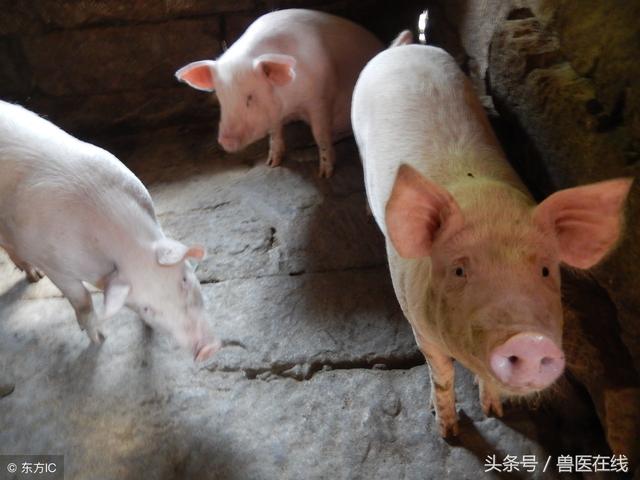 养猪怎样合理安排四阶段饲养和五阶段饲养，促进猪场利益！