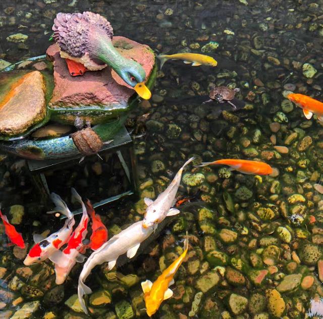 自建鱼池以后，怎么对锦鲤进行科学的养殖