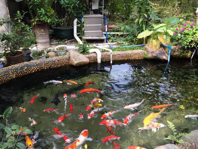 庭院鱼池、景观水体过滤系统——过滤池篇