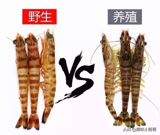 野生海虾和养殖虾怎么区分