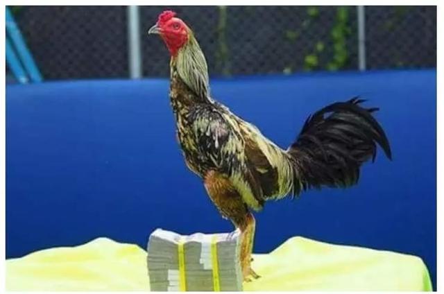 一只鸡卖出21万人民币的高价！这只拥有缅泰血统的鸡很神奇