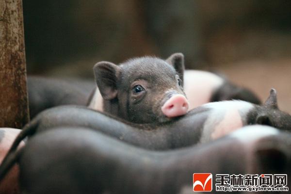 广西陆川：守护名猪品种资源