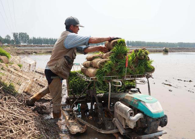（经济）河北丰南：稻蟹生态种养促增收