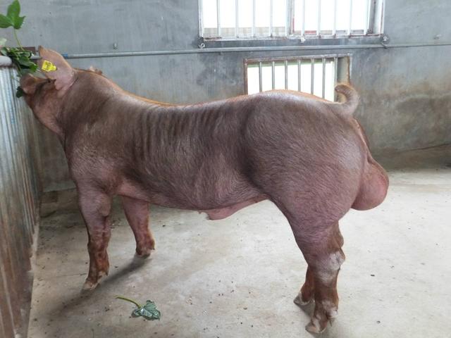 杜洛克猪品种介绍，杜洛克猪的优缺点有哪些？看完就知道了！