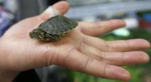 美国龟养殖场(宠物龟在美国引起传染疾病 卫生部门建议“不要亲吻或依偎乌龟”)
