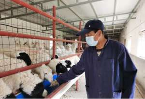 陕西波尔山羊养殖基地(宝鸡扶风：羊养殖让村集体经济“扬”起来)
