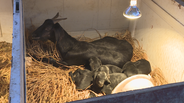 一胎产多羔，马山黑山羊快速繁育技术获得成功