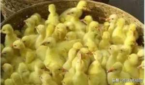 养殖鸭子与温度(2020，新手养鸭经验分享)