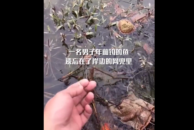 北京一男子将养了5年的鳝鱼放生，随后发生的一幕让他泪目
