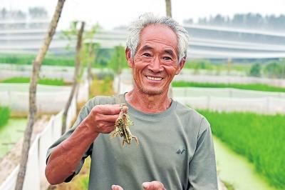 了稻渔共生、增值增收！河南稻渔种养面积“翻番增长”
