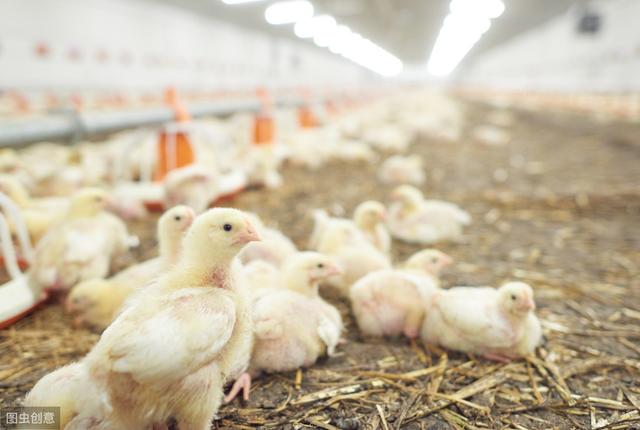 农闲时养1000只小鸡，第一次养殖，感觉太难了，3个月后能挣钱吗