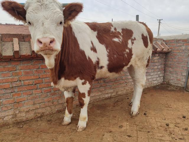 最近我国吉林这边的西门塔尔牛市场非常低迷，造成大批优质牛积压