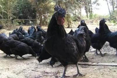 五黑鸡怎么养？五黑鸡养殖技术与注意事项