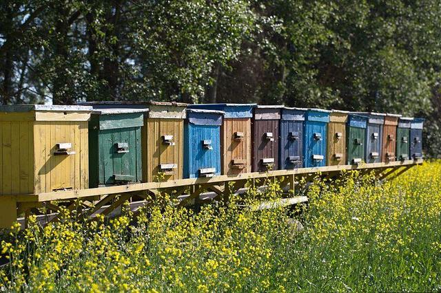 蜜蜂养殖技术｜越冬蜂培育期胡蜂活动规律及管理应用