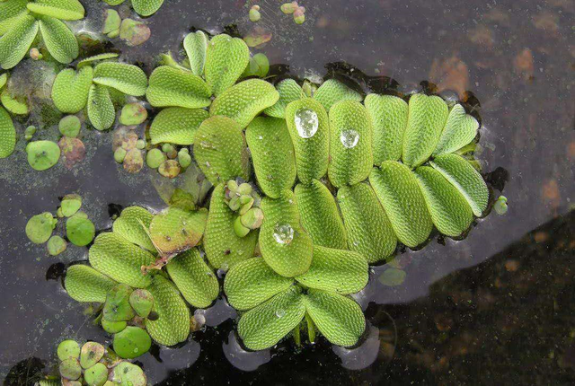 水龟环境中的浮萍植物知多少，怎么用？