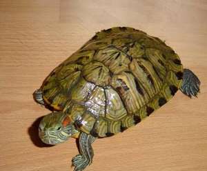 家庭养殖乌龟(市面上都有哪些常见的宠物龟，什么龟比较适合家养？)