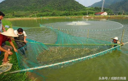 你真的懂怎么养殖河虾？