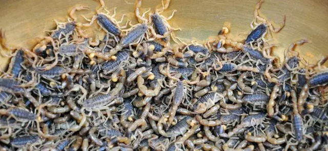 人类活动和生态系统干扰对蝎子种群和分布的影响