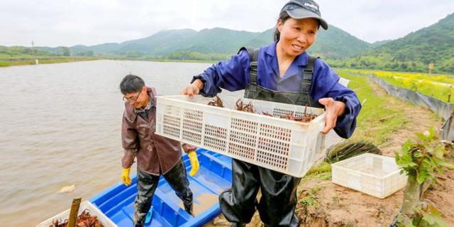 江西吉安峡江：小龙虾养殖助民增收