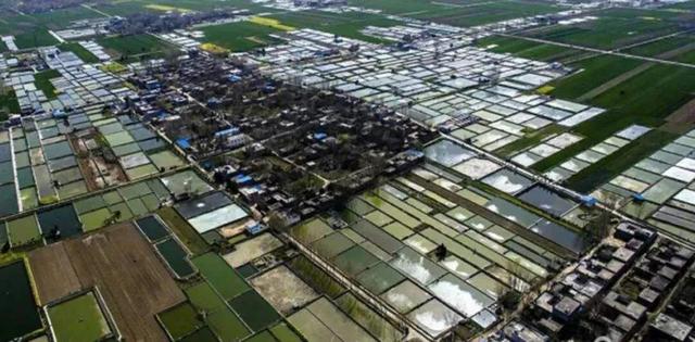 河南有个小村庄，成为全国最大锦鲤养殖基地
