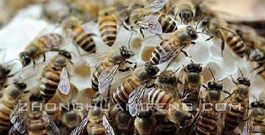 蜜蜂养殖技术要点