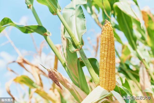 玉米病虫害的防治技术，重点预防这几种病虫，农民需及时防治
