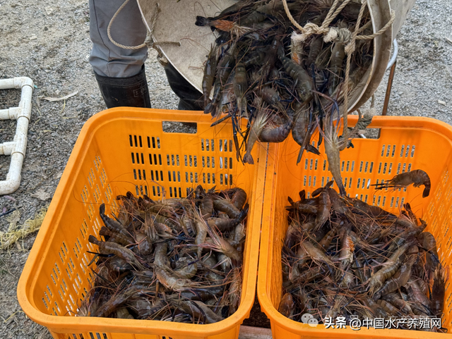 卖一塘少一塘，罗氏虾持续涨价！但对虾萎靡，年前有机会反弹吗？
