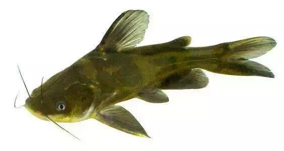 杂交黄颡鱼养殖过程中应该注意哪些问题