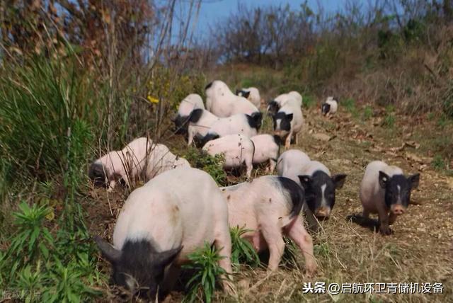 养殖巴马香猪的圈舍建设，香猪价格行情及猪崽疫情的防控办法