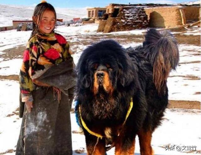 1995年河南夫妇进入青藏高原深处，寻找纯种藏獒三年，后来怎样了