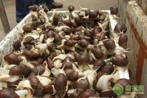 白玉蜗牛养殖效益(农民创业养殖白玉蜗牛，成本低，月销售额可高达50万元)