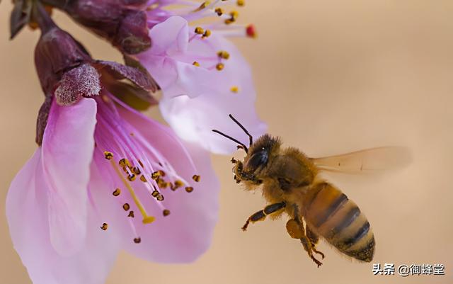 蜜蜂养殖利润如何？