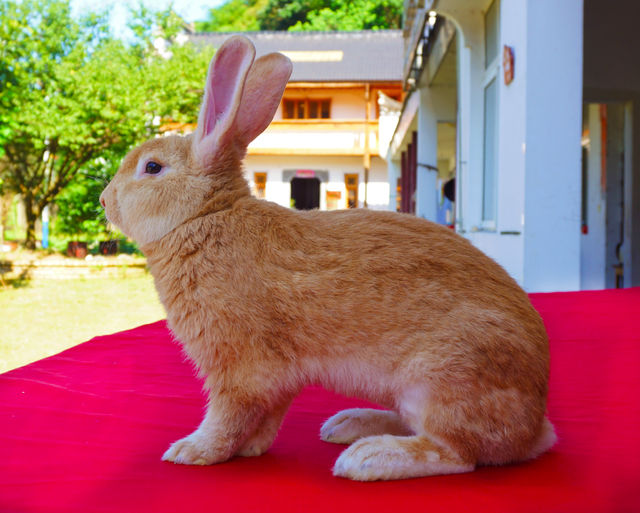 兔年说兔：安徽有地方以兔命名 “皖兔”新品种未来可期