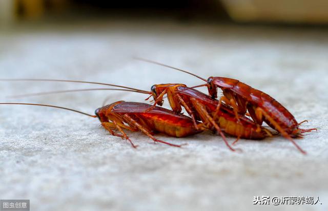 樱桃蟑螂作为蝎子饲料的优势及樱桃蟑螂的养殖方法